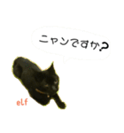 エルフなんだニャ（個別スタンプ：38）