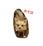 ちわっくすチロルの日常スタンプ（個別スタンプ：7）