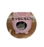 デグーのぐーちゃん1（個別スタンプ：5）