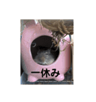 デグーのぐーちゃん1（個別スタンプ：7）