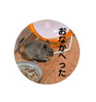 デグーのぐーちゃん1（個別スタンプ：10）