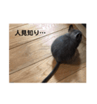 デグーのぐーちゃん1（個別スタンプ：13）
