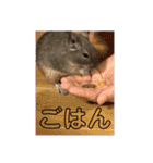 デグーのぐーちゃん1（個別スタンプ：20）