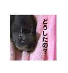 デグーのぐーちゃん1（個別スタンプ：21）