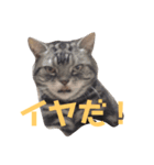 ぽこにゃん（個別スタンプ：1）