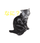 ぽこにゃん（個別スタンプ：2）