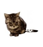 ぽこにゃん（個別スタンプ：4）