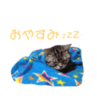 ぽこにゃん（個別スタンプ：5）