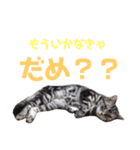 ぽこにゃん（個別スタンプ：6）