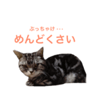 ぽこにゃん（個別スタンプ：8）