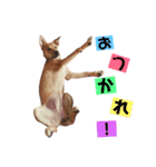 茶々子です（個別スタンプ：3）