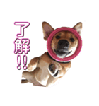 茶々子です（個別スタンプ：6）