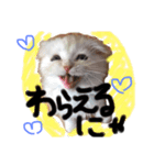 ラヴたんと時々ひよ。（個別スタンプ：5）