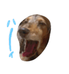 愛犬スタンプです（個別スタンプ：1）