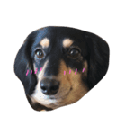 愛犬スタンプです（個別スタンプ：2）