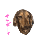 愛犬スタンプです（個別スタンプ：3）