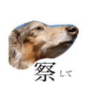 愛犬スタンプです（個別スタンプ：4）