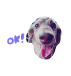 愛犬スタンプです（個別スタンプ：5）