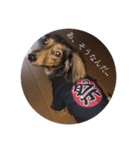 愛犬スタンプです（個別スタンプ：6）