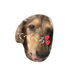 愛犬スタンプです（個別スタンプ：7）