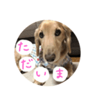 ミニチュアダックス❤︎（個別スタンプ：2）