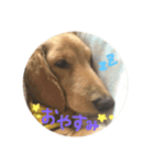 ミニチュアダックス❤︎（個別スタンプ：4）