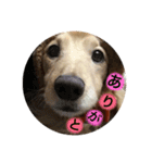 ミニチュアダックス❤︎（個別スタンプ：8）