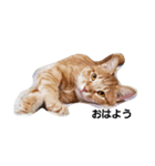 にゃにゃんがワン（個別スタンプ：1）
