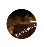 にゃにゃんがワン（個別スタンプ：6）