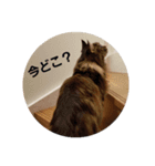 にゃにゃんがワン（個別スタンプ：7）