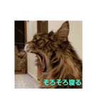 にゃにゃんがワン（個別スタンプ：8）