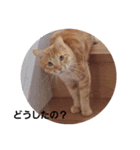 にゃにゃんがワン（個別スタンプ：9）