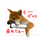 柴犬ぽぽちゃん①（個別スタンプ：1）