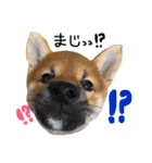 柴犬ぽぽちゃん①（個別スタンプ：2）