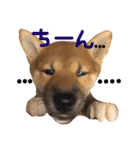 柴犬ぽぽちゃん①（個別スタンプ：3）