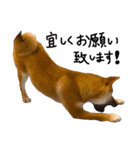 柴犬ぽぽちゃん①（個別スタンプ：4）