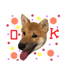柴犬ぽぽちゃん①（個別スタンプ：6）