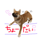 柴犬ぽぽちゃん①（個別スタンプ：7）
