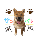柴犬ぽぽちゃん①（個別スタンプ：8）