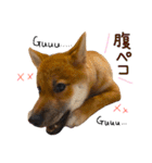 柴犬ぽぽちゃん①（個別スタンプ：9）