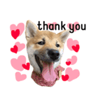 柴犬ぽぽちゃん①（個別スタンプ：10）