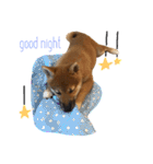 柴犬ぽぽちゃん①（個別スタンプ：11）