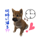 柴犬ぽぽちゃん①（個別スタンプ：12）