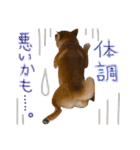柴犬ぽぽちゃん①（個別スタンプ：13）