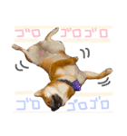 柴犬ぽぽちゃん①（個別スタンプ：14）
