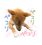 柴犬ぽぽちゃん①（個別スタンプ：15）