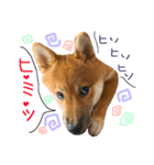柴犬ぽぽちゃん①（個別スタンプ：16）