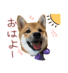 柴犬ぽぽちゃん①（個別スタンプ：17）