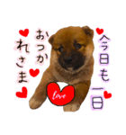 柴犬ぽぽちゃん①（個別スタンプ：19）