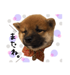 柴犬ぽぽちゃん①（個別スタンプ：20）